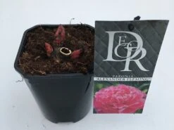 Pioenroos (Paeonia Dr. 'Alexander Fleming') -Garden Plants Series Store paeonia alexander fleming v1