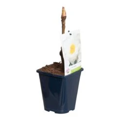 Witte Boompioen (Paeonia Suffruticosa) -Garden Plants Series Store paeonia suff. wit p11 2