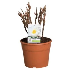 Witte Boompioen (Paeonia Suffruticosa) -Garden Plants Series Store paeonia suffruticosa wit c12 2