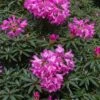 Rhododendron (Rhododendron 'Graziella') -Garden Plants Series Store papr00291