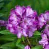 Rhododendron (Rhododendron 'Bohlkens Lupinenberg') -Garden Plants Series Store papr01213