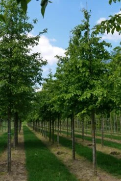 Grote Parrotia (Parrotia Persica) -Garden Plants Series Store parrotia persica s 18 20 1