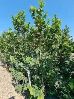 Perzisch IJzerhout Als Struik (Parrotia Persica) -Garden Plants Series Store parrotia persica 1