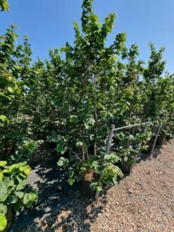 Perzisch IJzerhout Als Struik (Parrotia Persica) -Garden Plants Series Store parrotia persica 2