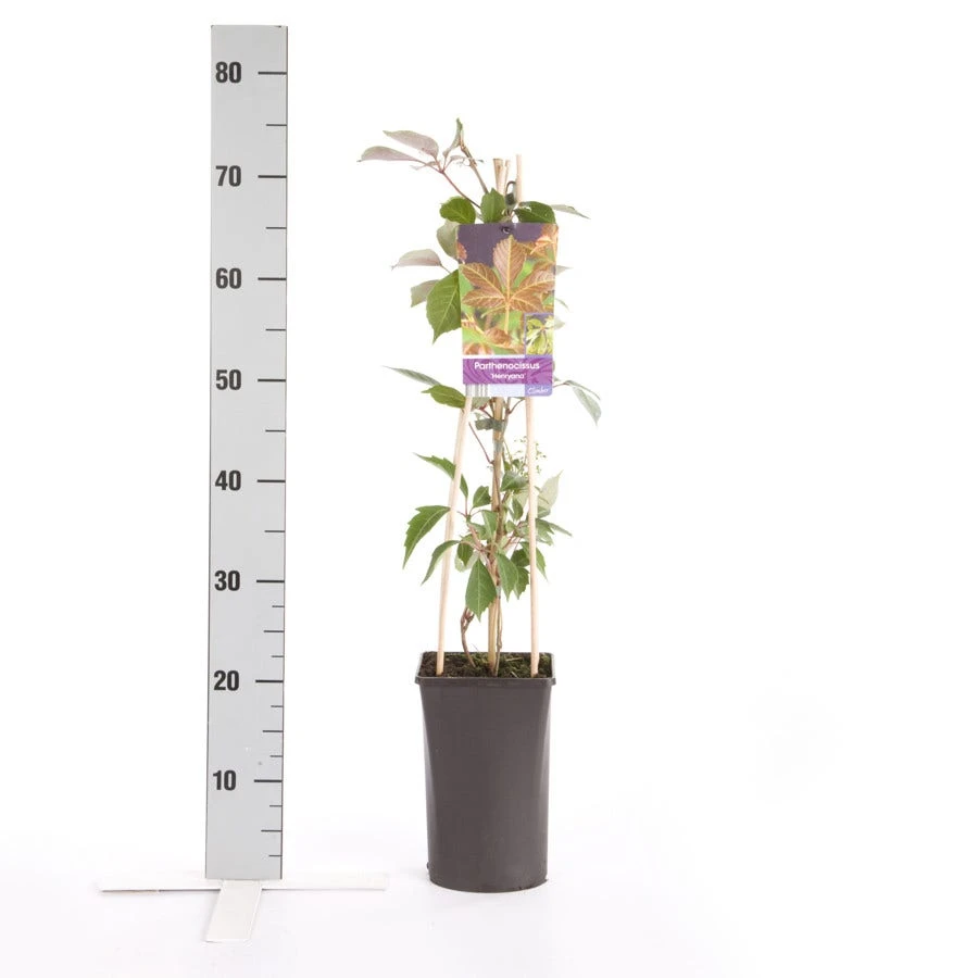 Wilde Wingerd (Parthenocissus 'Henryana') 4 Wilde Wingerd (Parthenocissus 'Henryana') - Image 2