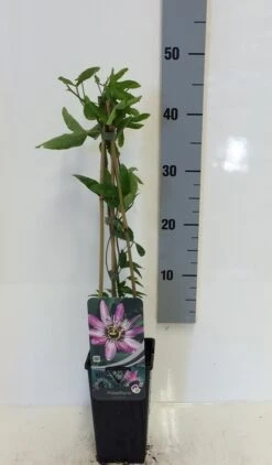 Passiebloem (Passiflora 'Victoria') -Garden Plants Series Store passiflora victoria 50 60 c2