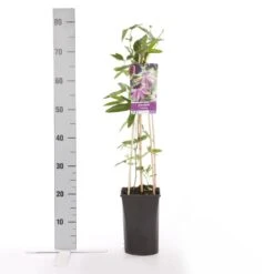 Passiebloem (Passiflora 'Victoria') -Garden Plants Series Store passiflora victoria