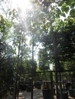 Anna Paulownaboom (Paulownia Tomentosa) -Garden Plants Series Store paulownia tomentosa 20 25 30ho c200