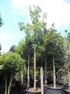 Anna Paulownaboom (Paulownia Tomentosa) -Garden Plants Series Store paulownia tomentosa 35 40ho c350