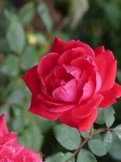 Klimroos (Rosa 'Paul's Scarlet Climber') -Garden Plants Series Store paulsscarletclimber 1