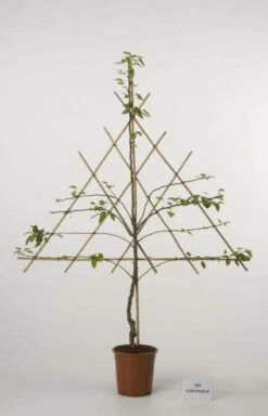 Lei-Peer (Pyrus Communis 'Bonne Louise D'Avranches') 8 Lei-Peer (Pyrus Communis 'Bonne Louise D'Avranches') -Garden Plants Series Store peer leirek 2 1