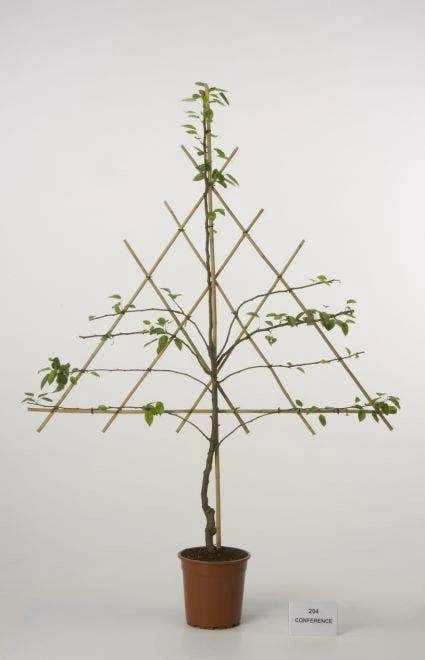 Lei-Peer (Pyrus Communis 'Bonne Louise D'Avranches') 5 Lei-Peer (Pyrus Communis 'Bonne Louise D'Avranches') - Image 3