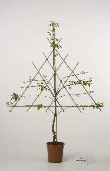 Lei-Peer (Pyrus Communis 'Doyenne Du Comice') 5 Lei-Peer (Pyrus Communis 'Doyenne Du Comice') - Image 3