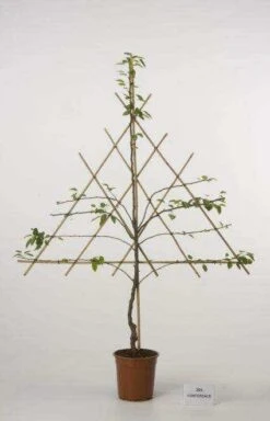 Lei-Peer (Pyrus Communis 'Gieser Wildeman') -Garden Plants Series Store peer leirek 2 5