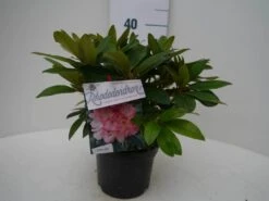 Rhododendron (Rhododendron 'Percy Wiseman') -Garden Plants Series Store percy wiseman c2 voor 1