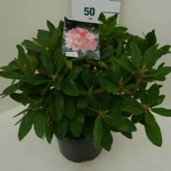 Rhododendron (Rhododendron 'Percy Wiseman') -Garden Plants Series Store percy wiseman c7.5 zij 1