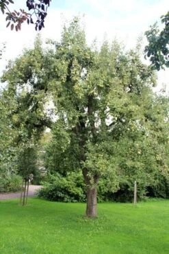 Wilde Perenboom (Pyrus Communis) -Garden Plants Series Store perenboom 2