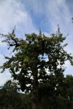 Wilde Perenboom (Pyrus Communis) -Garden Plants Series Store perenboom 4