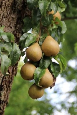 Wilde Perenboom (Pyrus Communis) -Garden Plants Series Store perenboom 5 1