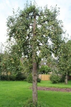 Wilde Perenboom (Pyrus Communis) -Garden Plants Series Store perenboom 6