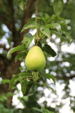 Wilde Perenboom (Pyrus Communis) -Garden Plants Series Store perenboom 7 1