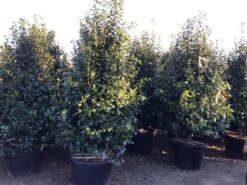 Camelia (Camellia Japonica ‘Perfection White’) -Garden Plants Series Store perfectionwhite200cm