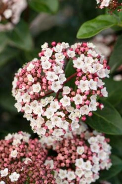Sneeuwbal Als Bolvorm (Viburnum Tinus 'Eve Price') 8 Sneeuwbal Als Bolvorm (Viburnum Tinus 'Eve Price') -Garden Plants Series Store phbe06702