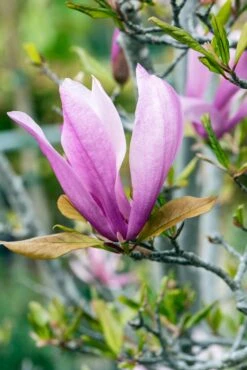Meerstammige Beverboom (Magnolia 'Susan') -Garden Plants Series Store phbe06930 2