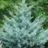 Cipres (Cupressus Arizonica 'Glauca') -Garden Plants Series Store phbe08466b