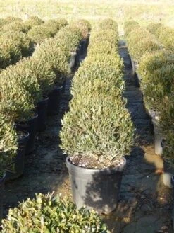 Steenlinde Als Bol (Phillyrea Angustifolia) -Garden Plants Series Store phillyrea angustifolia 3