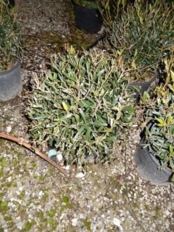 Steenlinde Als Bol (Phillyrea Angustifolia) -Garden Plants Series Store phillyrea angustifolia bol