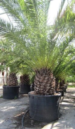 Canarische Dadelpalm (Phoenix Canariensis) -Garden Plants Series Store phoenix canariensi
