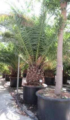 Canarische Dadelpalm (Phoenix Canariensis) -Garden Plants Series Store phoenix canariensi 2