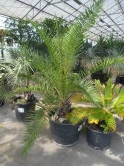 Canarische Dadelpalm (Phoenix Canariensis) -Garden Plants Series Store phoenix canariensis 150 200 c90