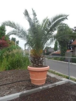 Canarische Dadelpalm (Phoenix Canariensis) -Garden Plants Series Store phoenix canariensis 250 300 c500 solitair