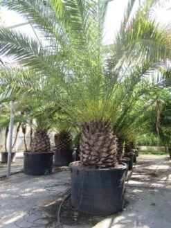 Canarische Dadelpalm (Phoenix Canariensis) -Garden Plants Series Store phoenix canariensis 2