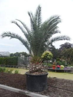 Canarische Dadelpalm (Phoenix Canariensis) -Garden Plants Series Store phoenix canariensis 350 400 c1000 solitair