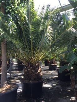 Canarische Dadelpalm (Phoenix Canariensis) -Garden Plants Series Store phoenix canariensis 350400cm