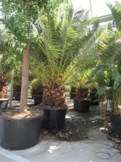 Canarische Dadelpalm (Phoenix Canariensis) -Garden Plants Series Store phoenix canariensis 3