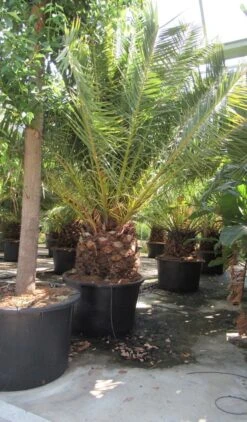 Canarische Dadelpalm (Phoenix Canariensis) -Garden Plants Series Store phoenix canariensis 4