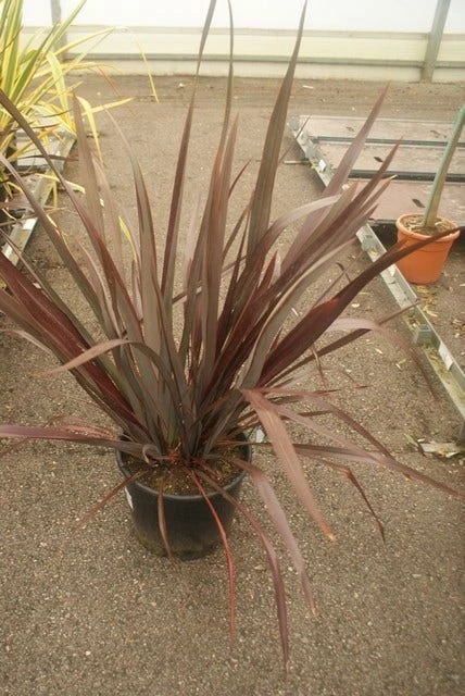 Nieuw Zeelands Vlas (Phormium Tenax 'Purpureum') 4 Nieuw Zeelands Vlas (Phormium Tenax 'Purpureum') - Image 2