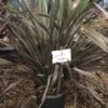 Nieuw Zeelands Vlas (Phormium Colensoi 'Platt's Black') -Garden Plants Series Store phorniumcolensoiplatt01