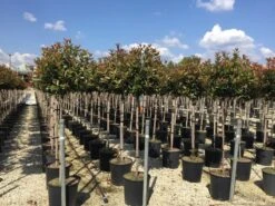 Glansmispel Op Stam (Photinia Fraseri 'Red Robin') -Garden Plants Series Store photinia 120 140cm stam