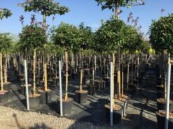 Glansmispel Op Stam (Photinia Fraseri 'Red Robin') 33 Glansmispel Op Stam (Photinia Fraseri 'Red Robin') -Garden Plants Series Store photinia 120 140cm stam 2 1