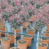 Glansmispel Op Stam (Photinia Fraseri 'Carré Rouge') -Garden Plants Series Store photinia carre rouge