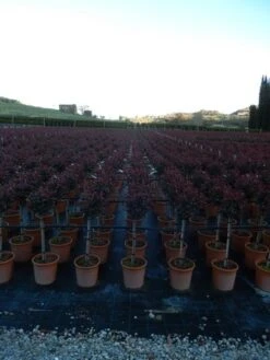 Glansmispel Op Stam (Photinia Fraseri 'Carré Rouge') -Garden Plants Series Store photinia carre rouge 2