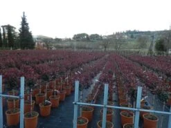 Glansmispel Op Stam (Photinia Fraseri 'Carré Rouge') -Garden Plants Series Store photinia carre rouge 3