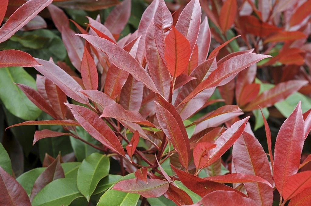 Glansmispel Meeneemhaag (Photinia Fraseri 'Red Robin') 5 Glansmispel Meeneemhaag (Photinia Fraseri 'Red Robin') - Image 3
