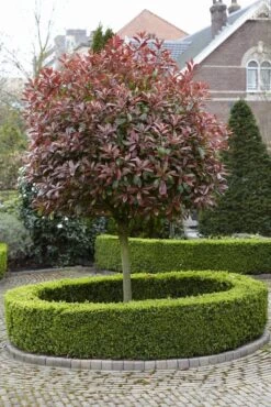 Glansmispel Als Boom (Photinia Fraseri 'Red Robin') -Garden Plants Series Store photinia fraseri red robin02 2