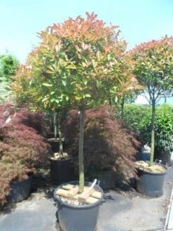 Glansmispel Op Stam (Photinia Fraseri 'Red Robin') 25 Glansmispel Op Stam (Photinia Fraseri 'Red Robin') -Garden Plants Series Store photinia fraseri red robin 100 120stam c110 extra 1